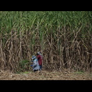 Zuckerrohrernte ist Handarbeit